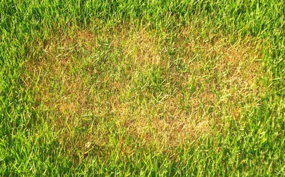 Itograss dá dicas de como cuidar do gramado no outono