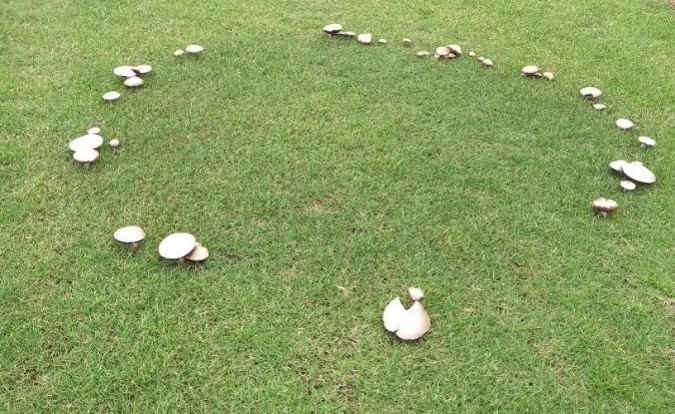 como tratar cogumelos na grama