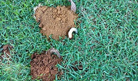 Saiba tudo sobre os corós (larvas de besouros) em gramados