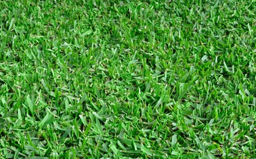 Grama São Carlos Plus em tom de verde bem acentuado