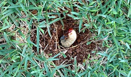 Saiba tudo sobre Corós (larvas de besouros) em gramados