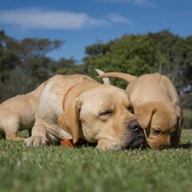 Cachorros brincando e se divertindo na grama