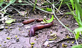 Saiba como controlar excesso de minhocas em gramados