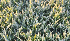 Geadas: como proteger o seu gramado