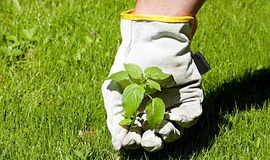 Ervas daninhas em gramados