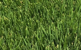 Grama Lobo Zoysia, alto padrão no paisagismo