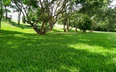 Grama São Carlos Plus sendo vista embaixo de sombra de árvore, mostrando que a grama é resistente a sombra