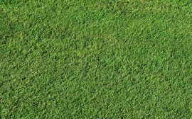 Grama Bermudas Tifdwarf, a melhor opção de grama para campos de golfe