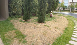 Cuidados no início da primavera para prevenir Curvulária