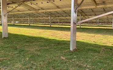 uso da grama esmeralda em usinas solares