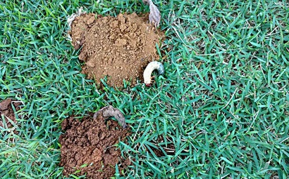 Corós sendo vistos fazendo buracos na terra em um gramado que está precisando de cuidados para essa praga