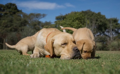 Cachorros brincando na grama Cachorros brincando e se divertindo na grama