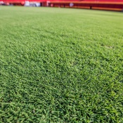 Gramado esportivo com a variedade NorthBridge