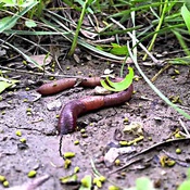 minhoca na grama sendo vista de cima