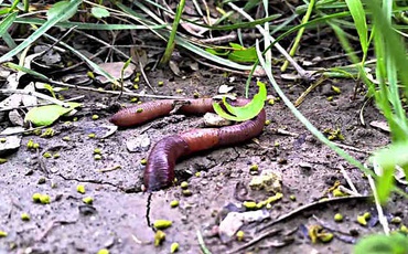 minhoca na grama sendo vista de cima
