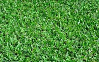 Grama São Carlos Plus em tom de verde bem acentuado