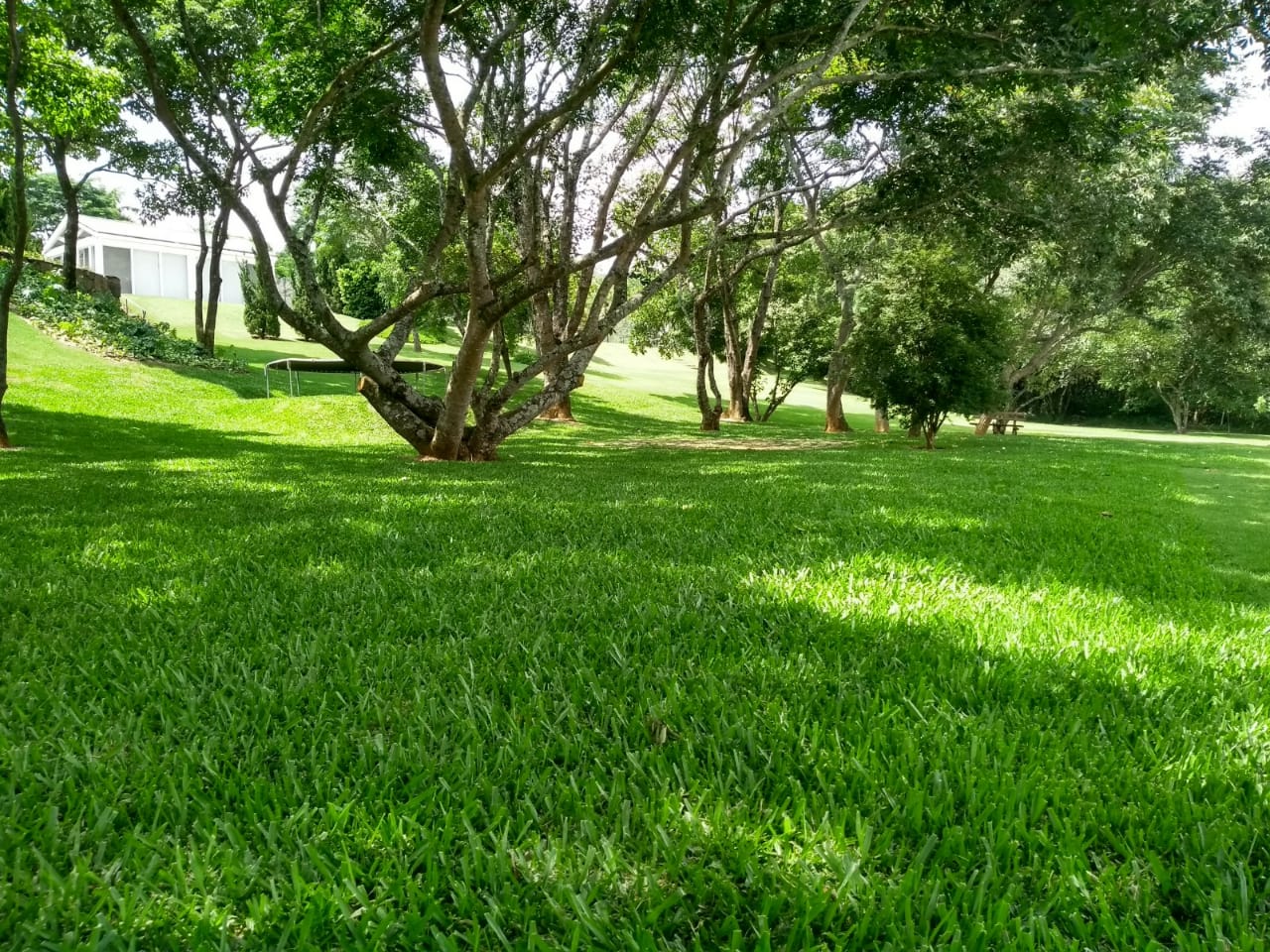 Grama São Carlos Plus em sombras de arvores em parque