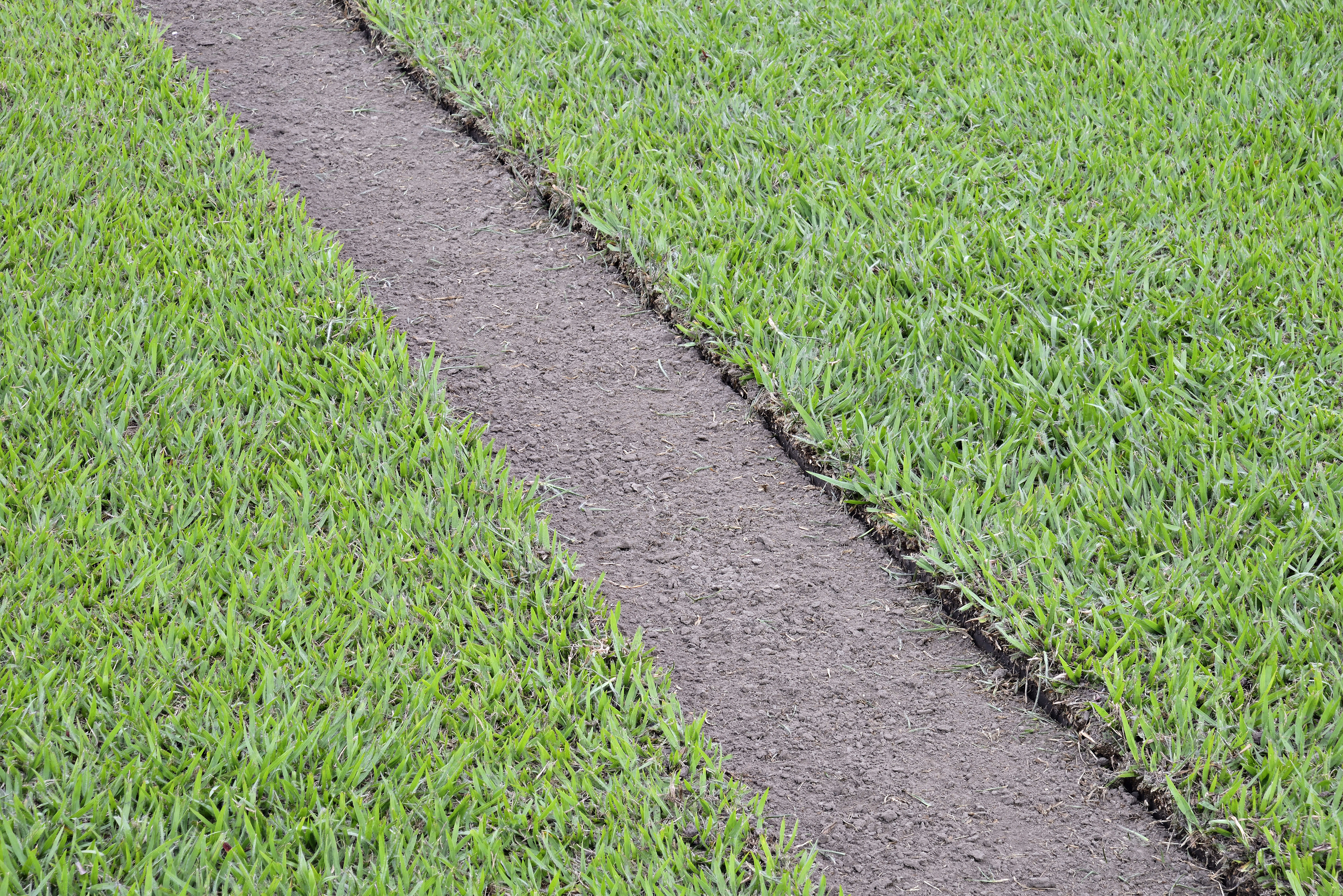 Grama natu plantada no outono