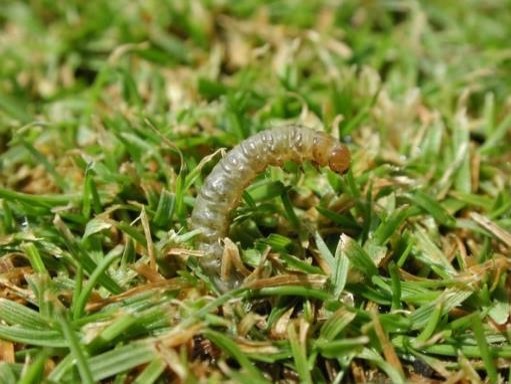 como tratar lagartas no gramado