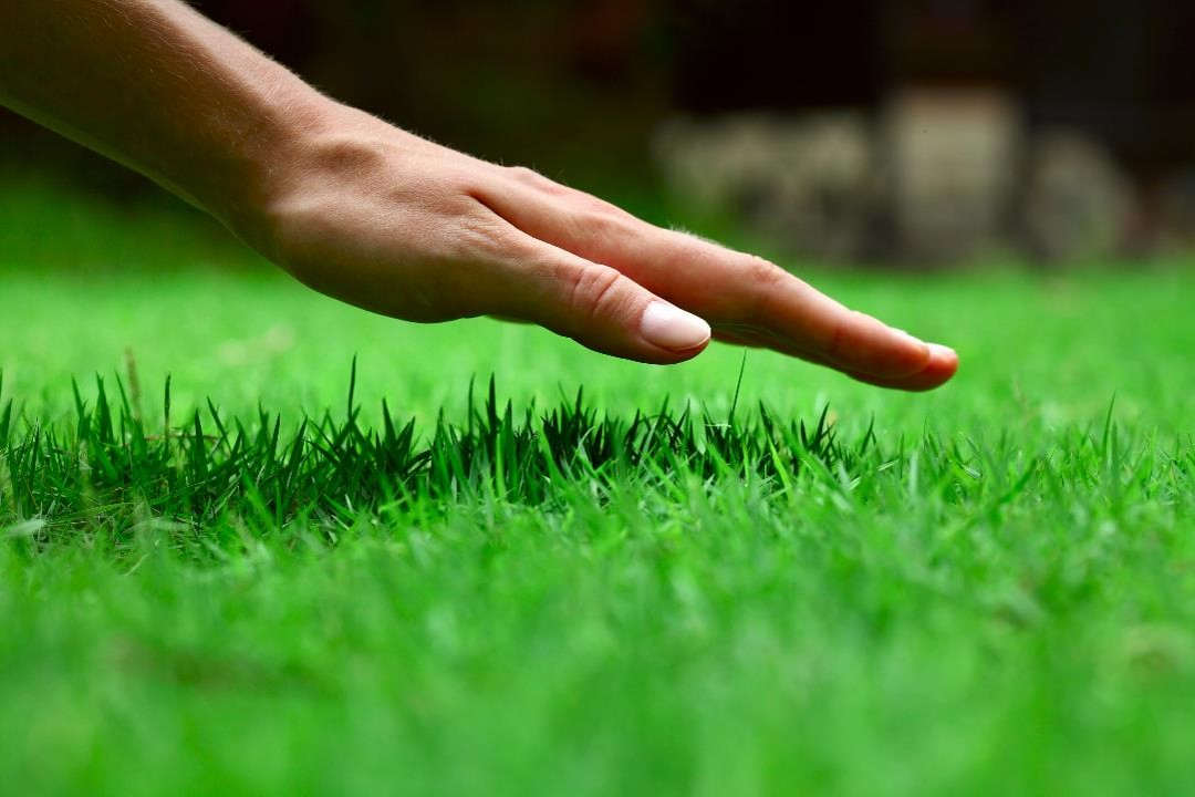como evitar pragas e doenças em gramado