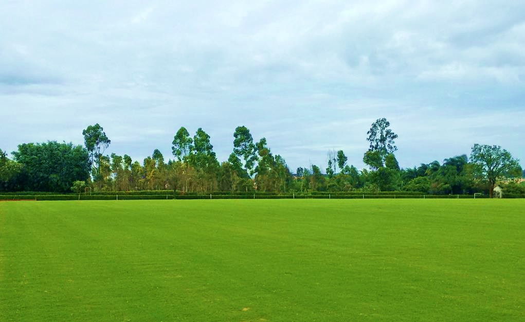Campos de polo com grama Itograss