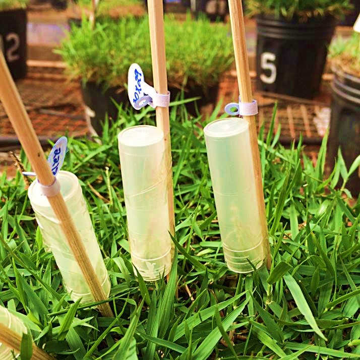 Itograss investe em programa de melhoramento genético de grama