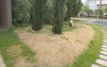 Cuidados com gramado no início da primavera