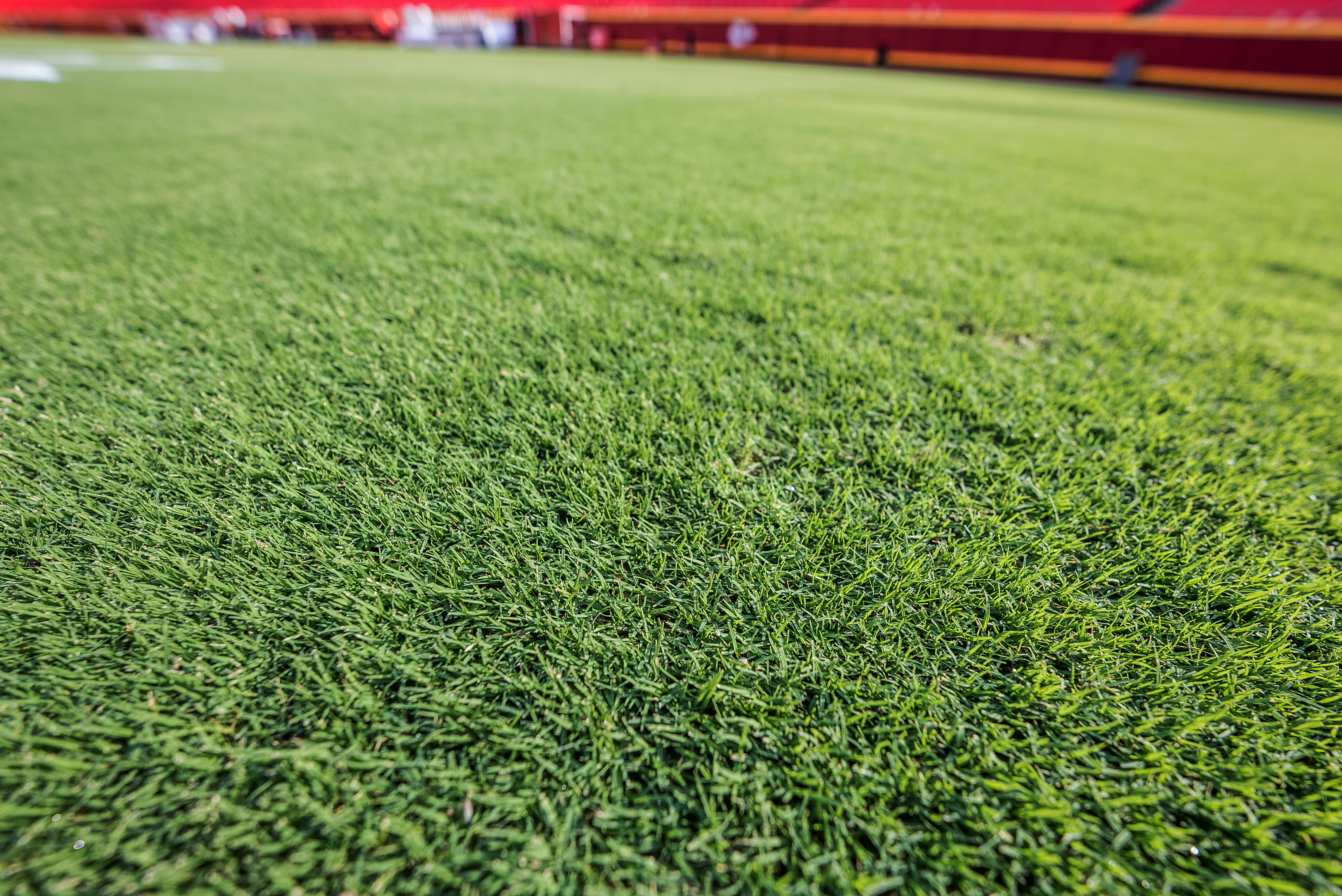 None Gramado esportivo com a variedade NorthBridge