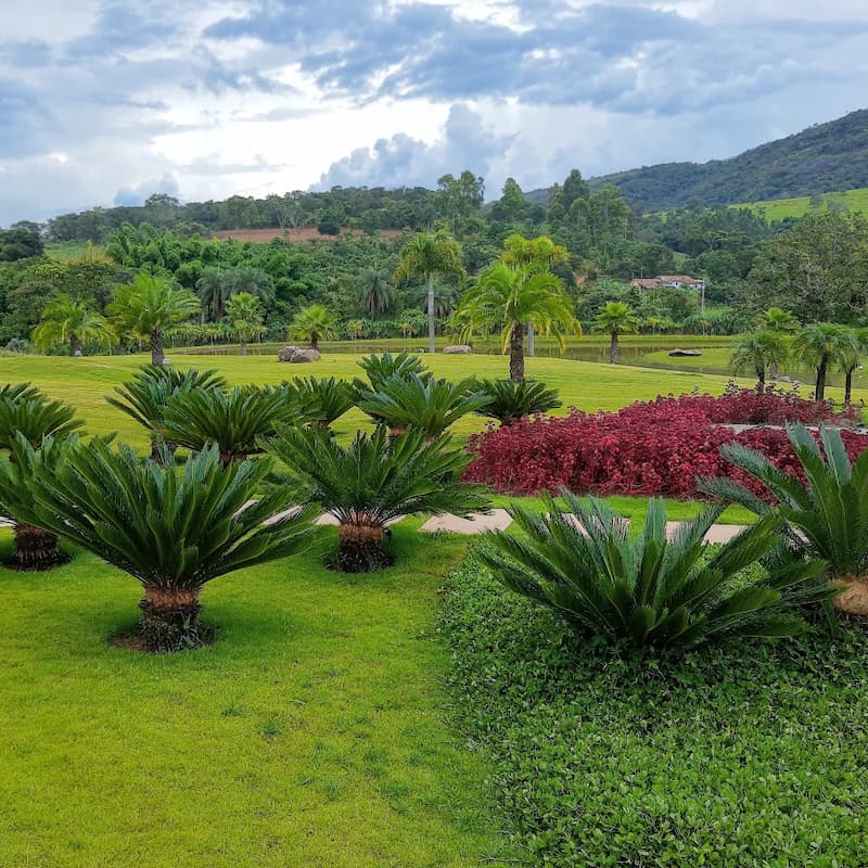 Imagem aberta de grama plantada no outono Grama sendo vista durante o período do outono.
