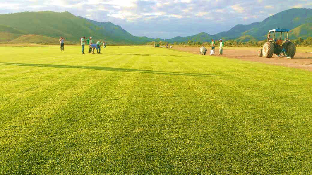 colheita de grama maxi rolo para o maracanã