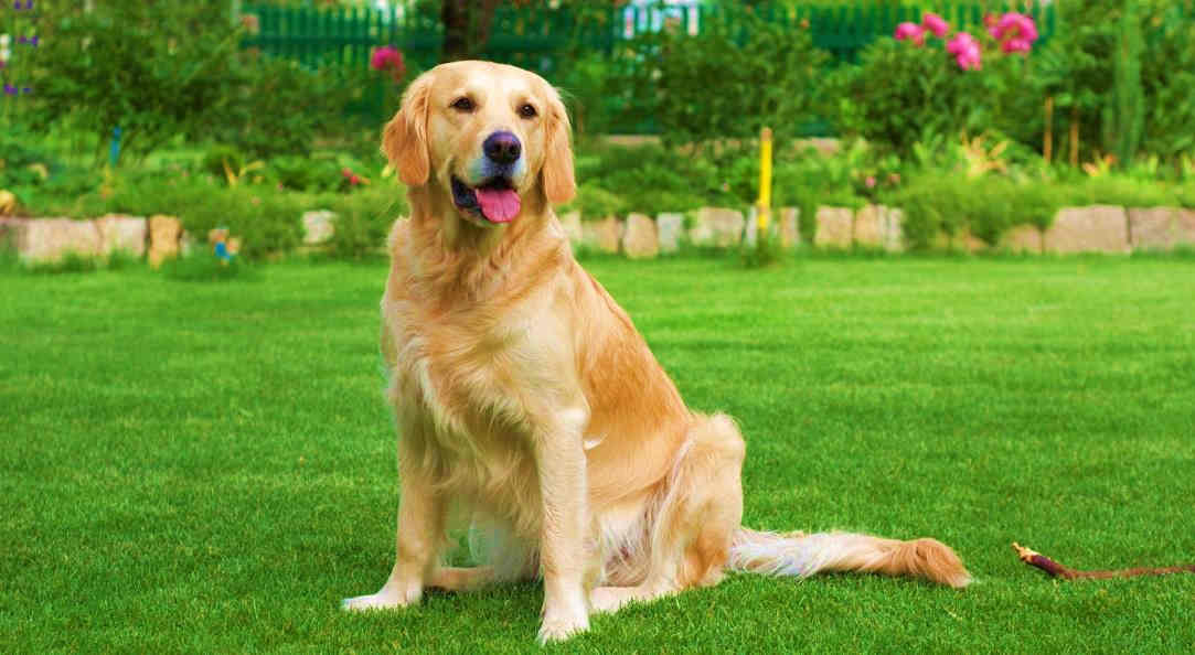 gramado itograss - seu cão merece