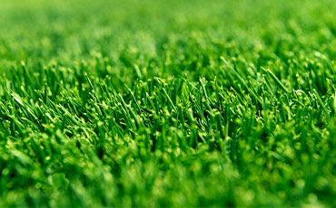 Tipos de grama em Uberlândia - MG