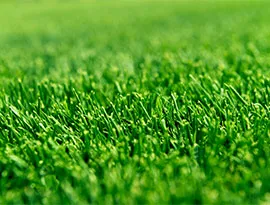 Grama Zeon Zoysia, a melhor opção de grama para paisagismo com cor diferenciada verde escura