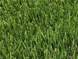 Grama Lobo Zoysia, alto padrão no paisagismo