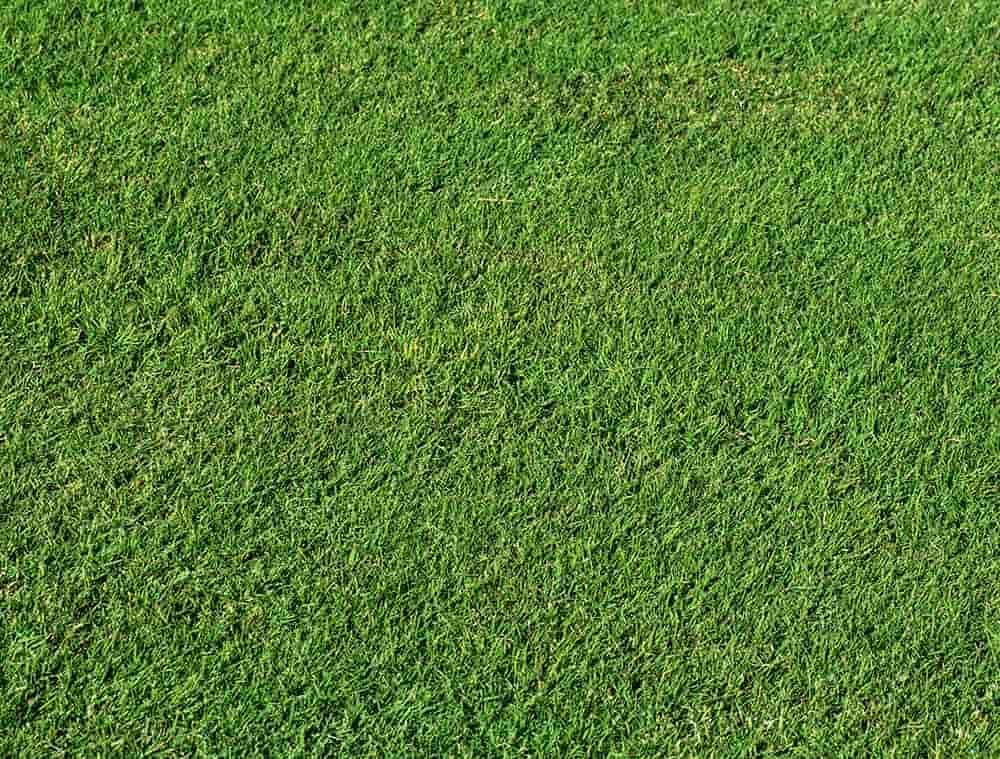Grama Bermudas Tifdwarf, a melhor opção de grama para campos de golfe