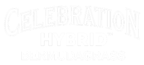 Grama Celebration Hybrid Bermudagrass